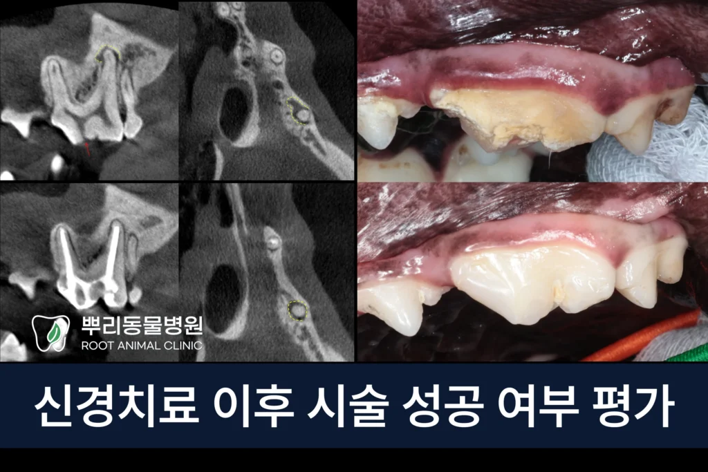 강아지 어금니 신경치료 평가