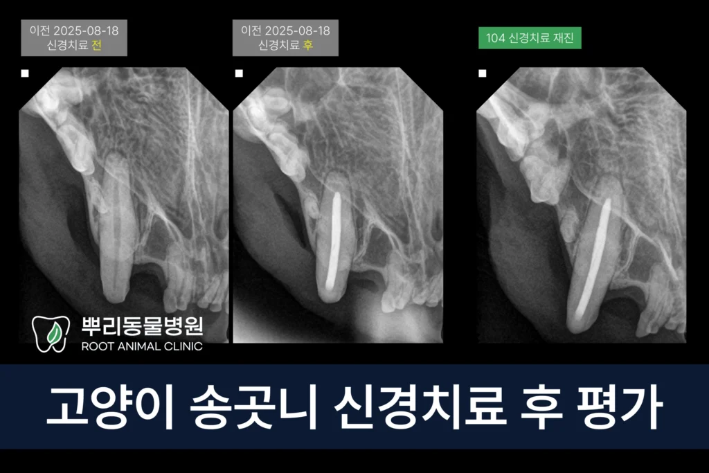 고양이 송곳니 파절 신경치료