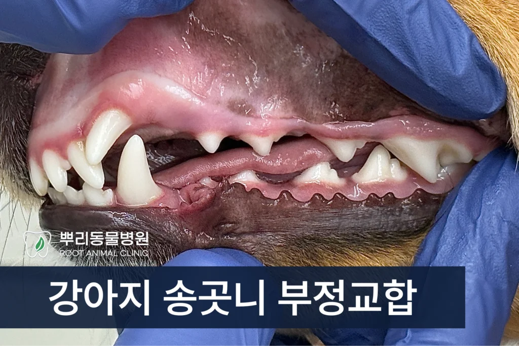 강아지 송곳니 맹출 부정교합