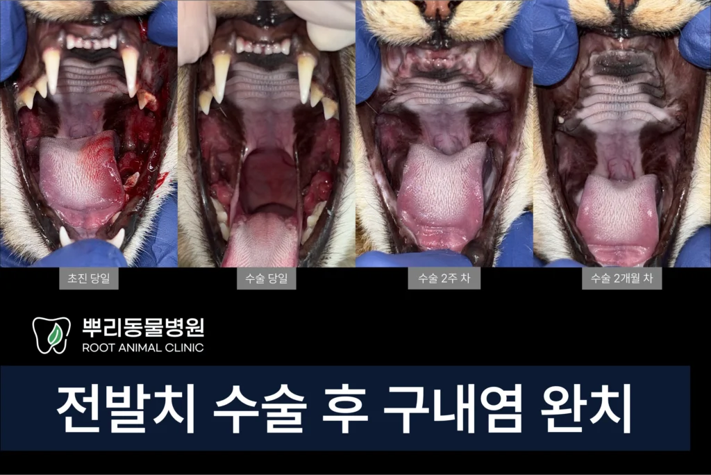 고양이 만성 구내염 자연 완치