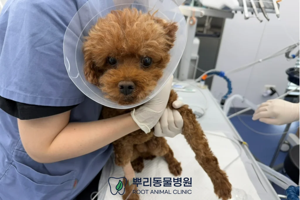 월간 뿌리 밤돌