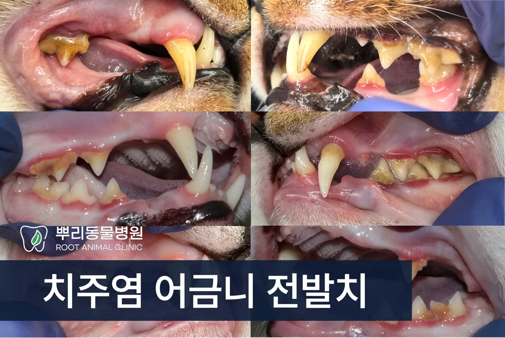 고양이 치주염 어금니 전발치