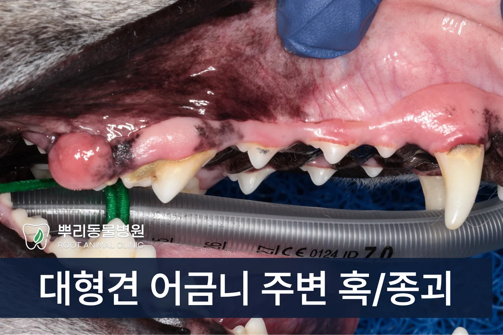 대형견 잇몸 종괴 절제 조직검사