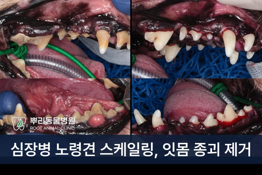 심장병 노령견 스케일링 잇몸 혹