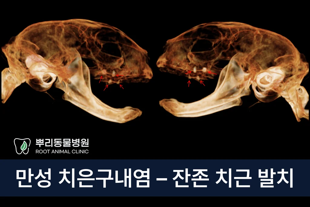 고양이 만성 구내염 전발치 잔존 치근
