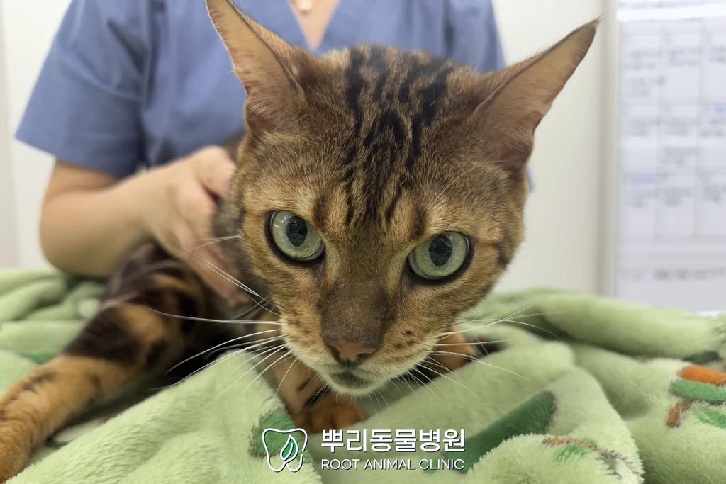 월간 뿌리 시나몬